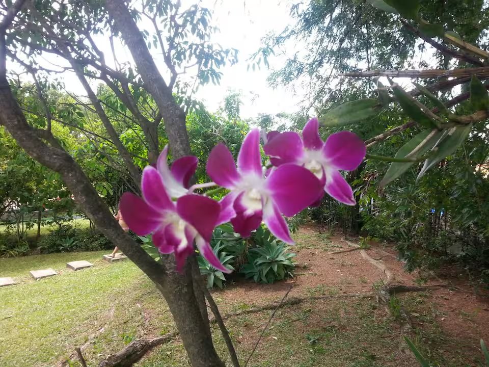 Chacara Sonho Verde Top - foto 101